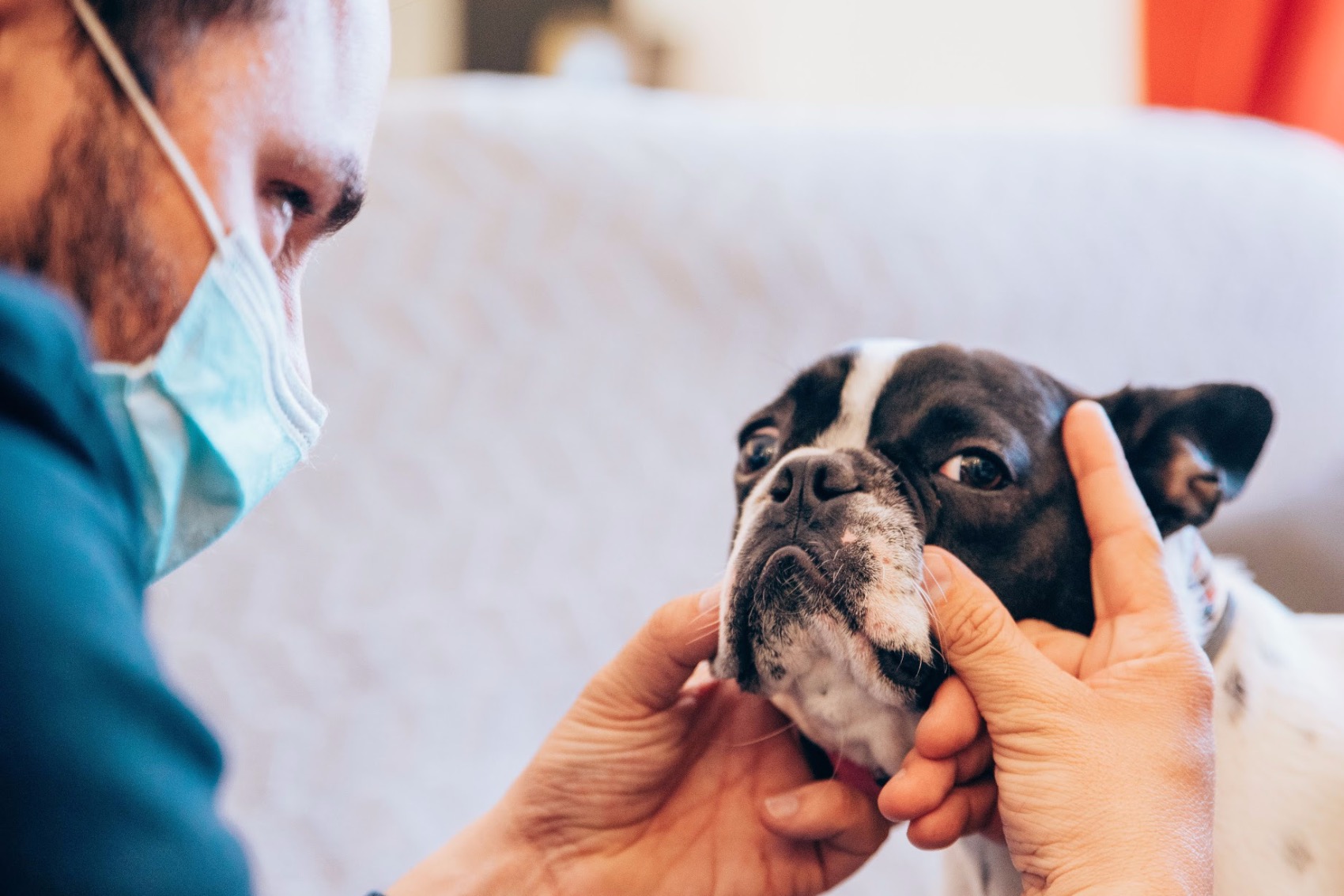 Clinica Veterinária em Casa